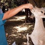 La Chèvre de monsieur Seguin. רעב ללחם